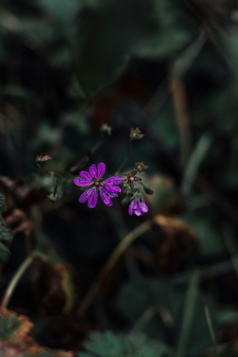 a small purple flower in the middle of a forest