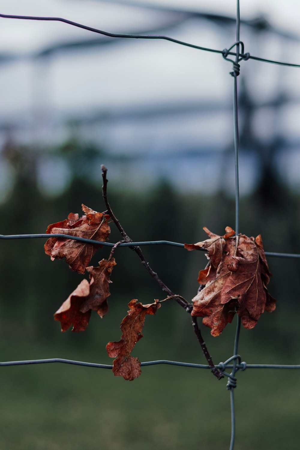 a close up of leaves on a wire fence