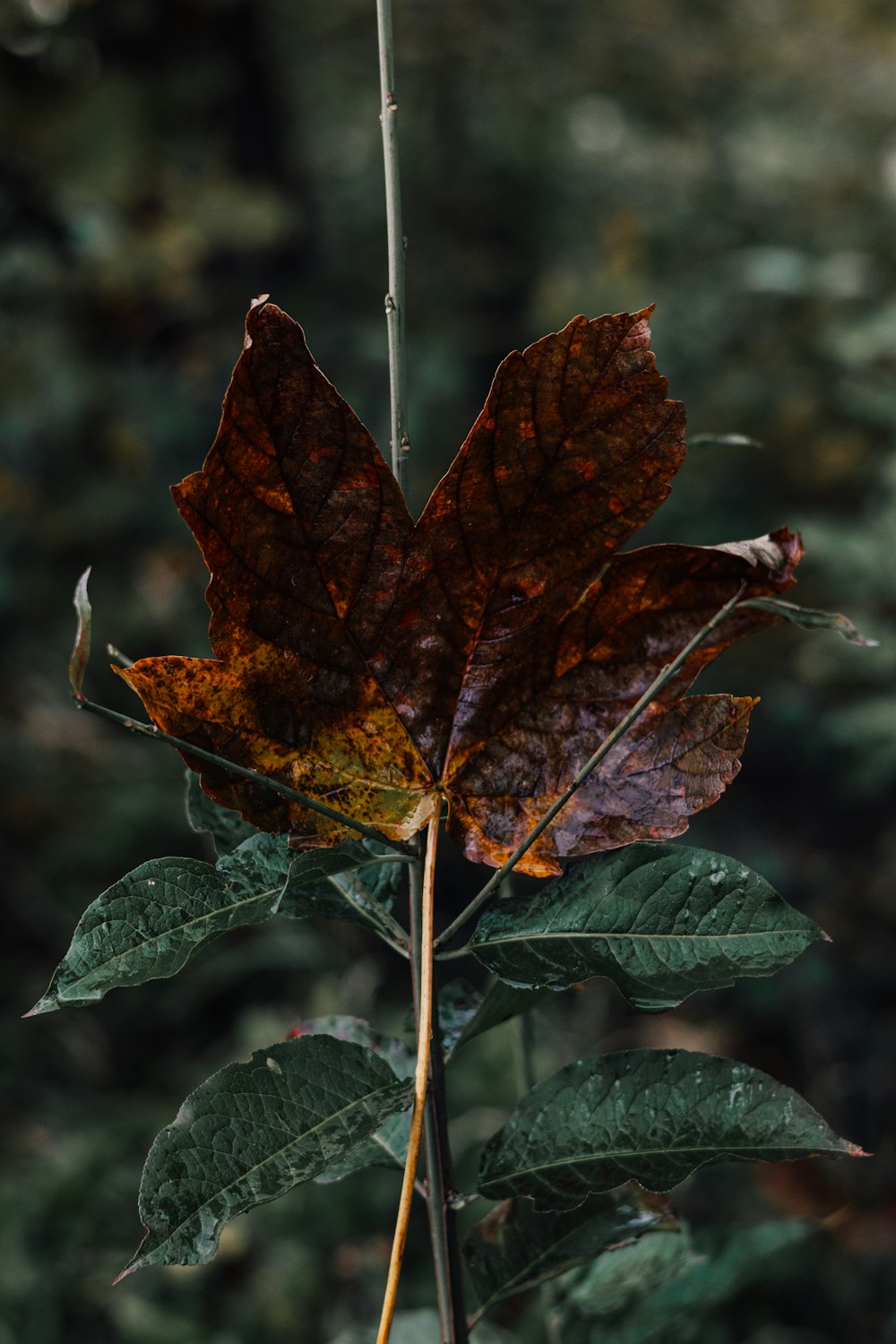 a leaf that is sitting on a branch