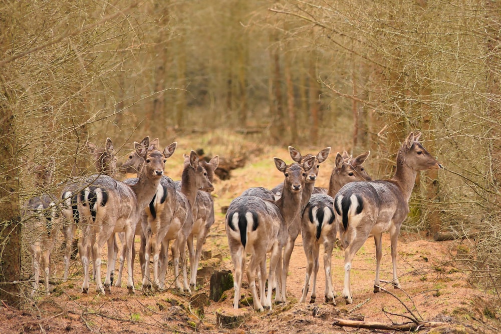 a herd of deer standing on top of a dirt field