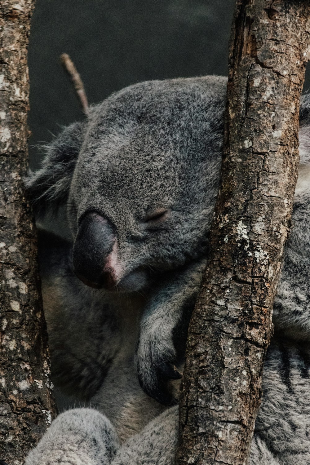 Ein Koala schläft mit geschlossenen Augen in einem Baum
