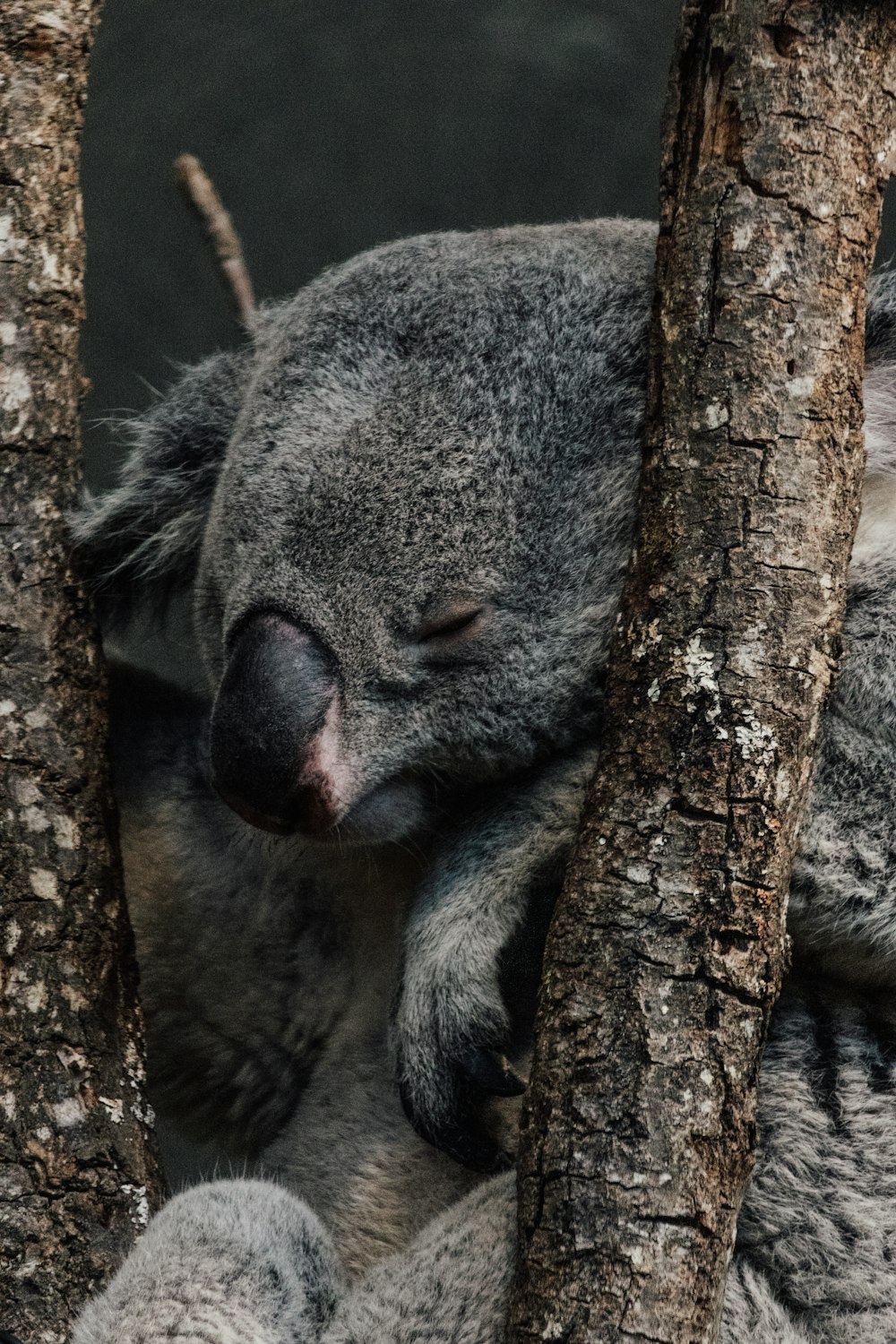 a koala sleeping in a tree with its eyes closed