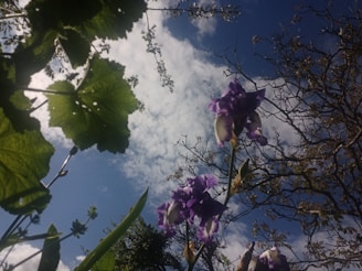 Participants capturing breathtaking shots of irises during the event.