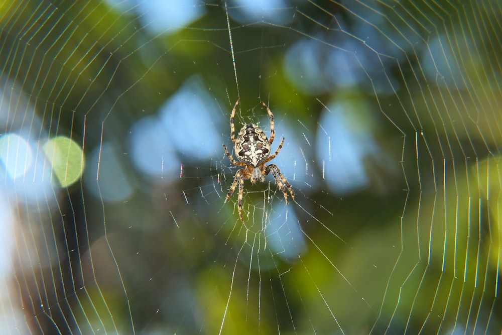 a close up of a spider on a web