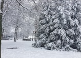 A peaceful view of snow-covered trees and pathways in Maple Ridge Park at dawn.