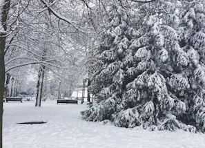 A peaceful view of snow-covered trees and pathways in Maple Ridge Park at dawn.