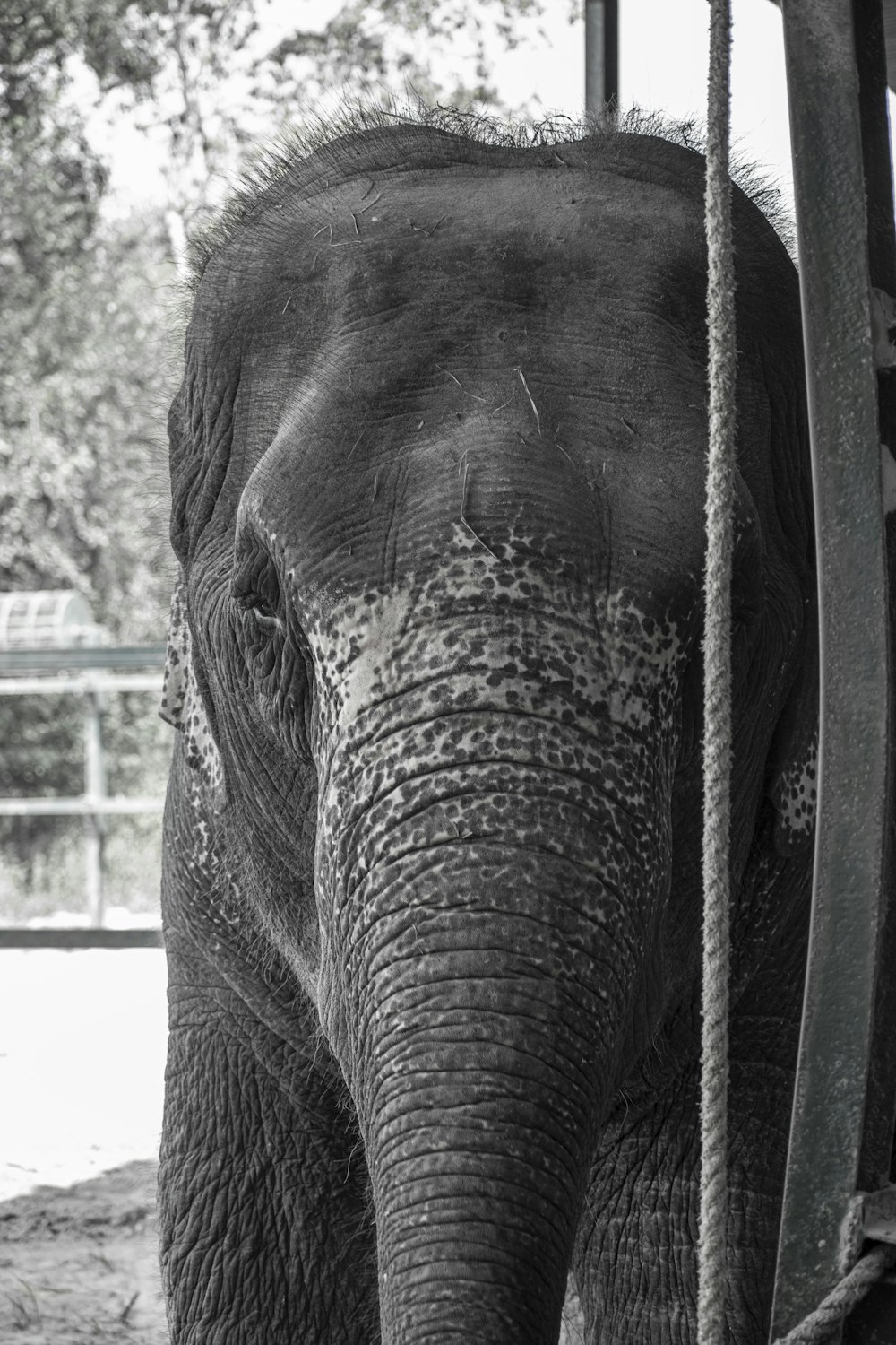 an elephant is tied up to a pole