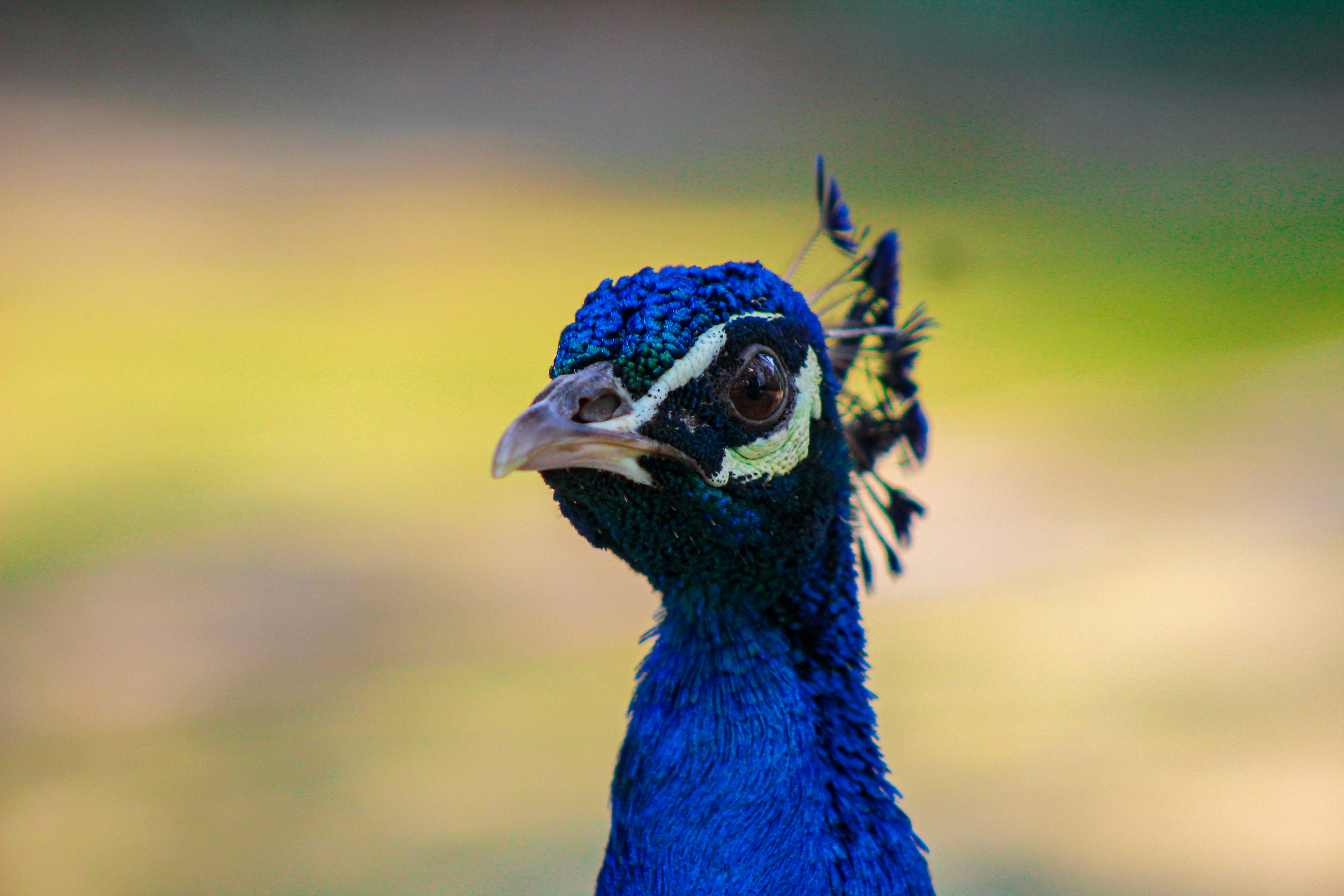 Photo by danishrasool525