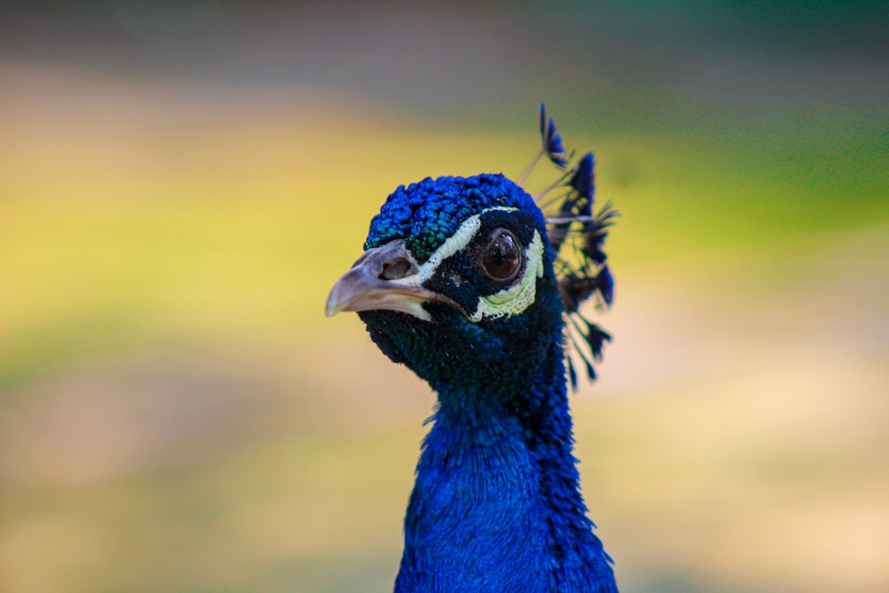 a close up of a peacock with a blurry background