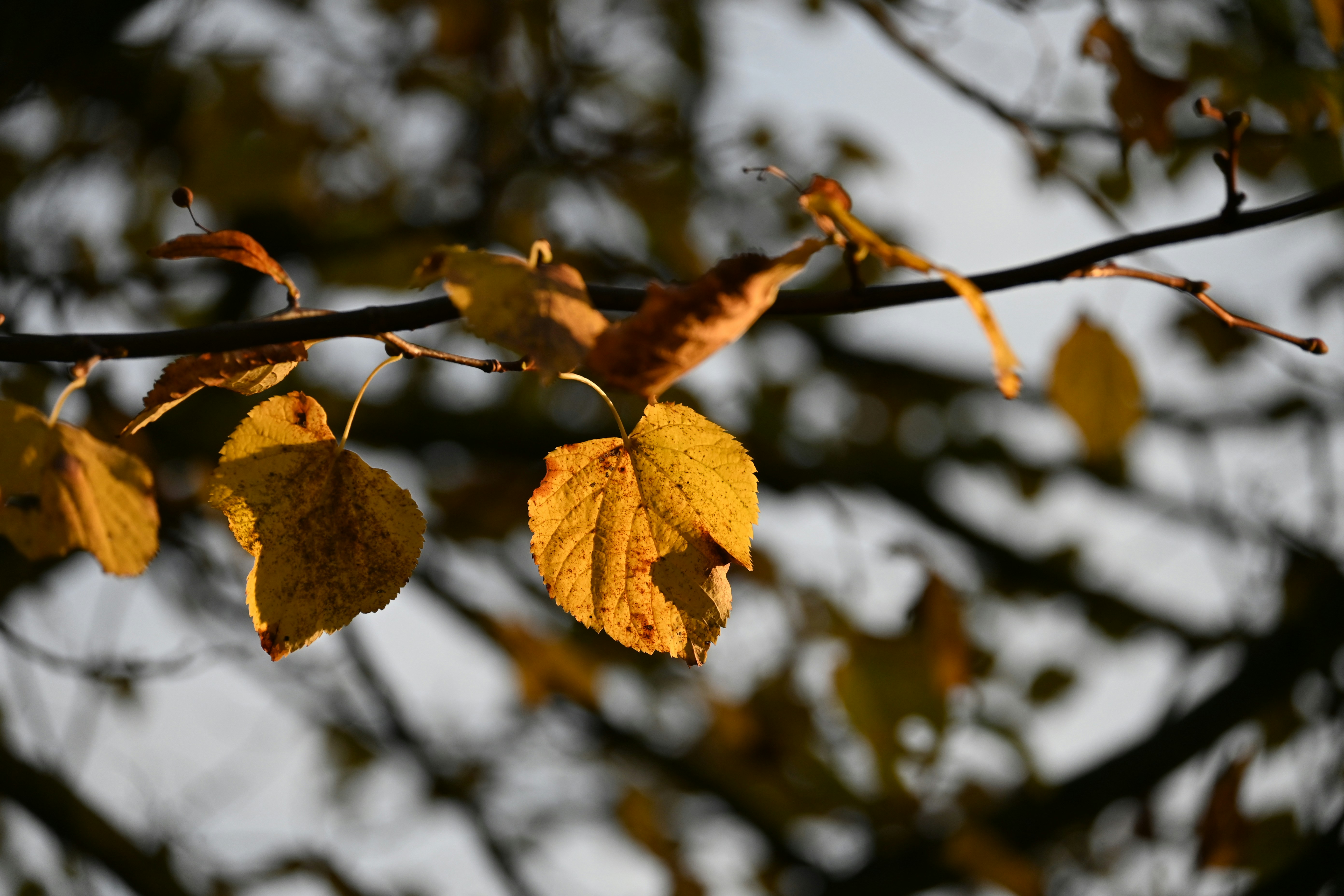 Photo by jodiemcgonagle