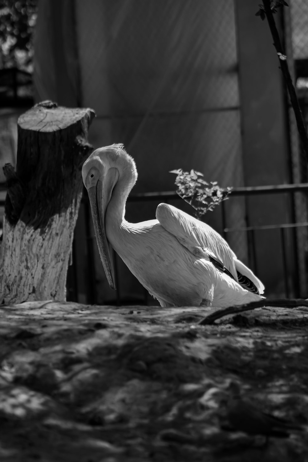 a pelican sitting on the ground next to a tree stump