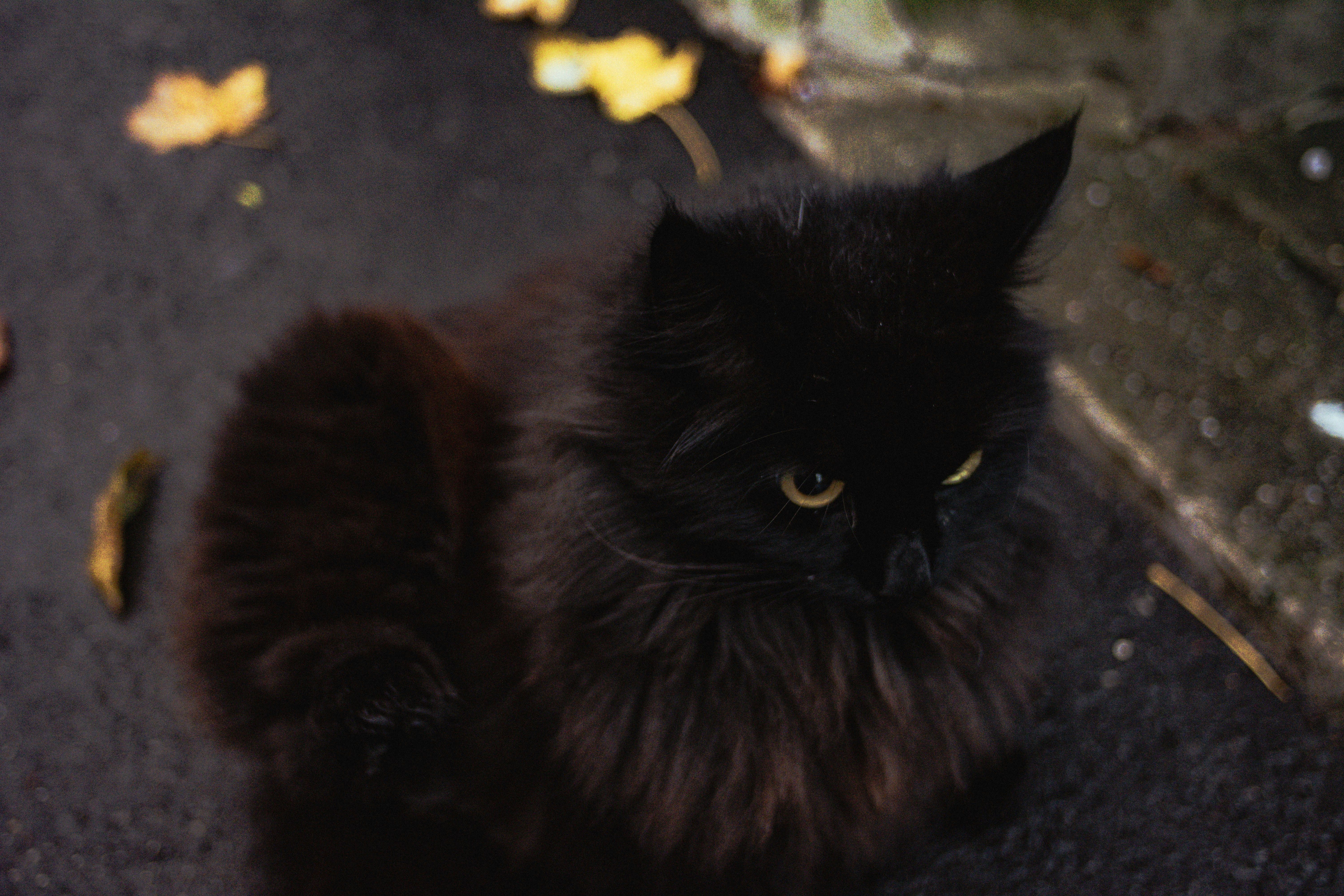 Cozy Black Cat Hoodie