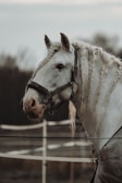 A white horse with braided mane stands calm against a blurred background of fencing and trees, wearing a halter labeled 'Bolto.'