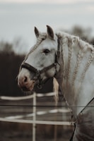 A white horse with braided mane stands calm against a blurred background of fencing and trees, wearing a halter labeled 'Bolto.'