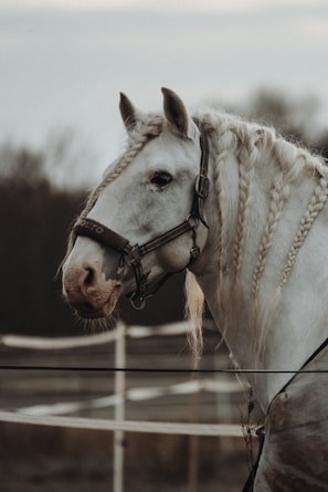 A white horse with braided mane stands calm against a blurred background of fencing and trees, wearing a halter labeled 'Bolto.'