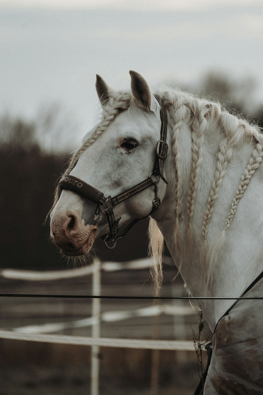 a white horse with braided mane standing next to a fence