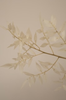 a branch of a plant with white leaves