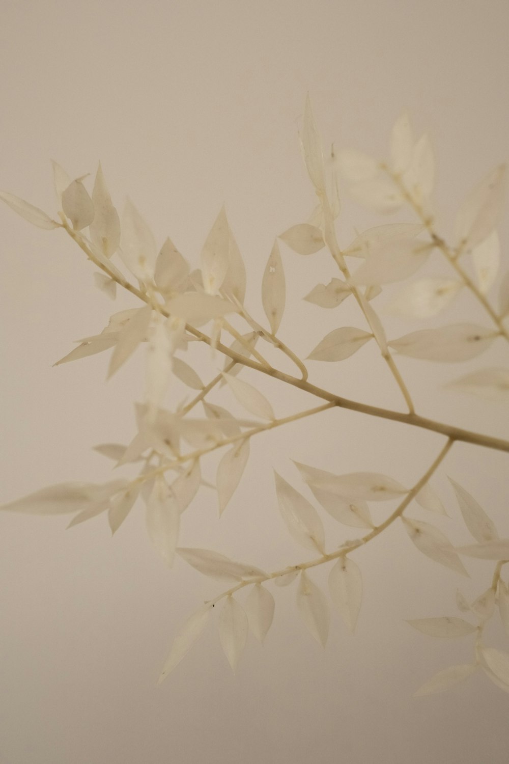 a branch of a plant with white leaves