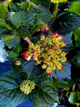 The image features a cluster of leaves and budding flowers. The flowers have small petals with bright yellow centers and red-tipped edges, adding a vibrant contrast to the dark green leaves. The lush foliage is glossy and richly hued, suggesting a healthy plant.