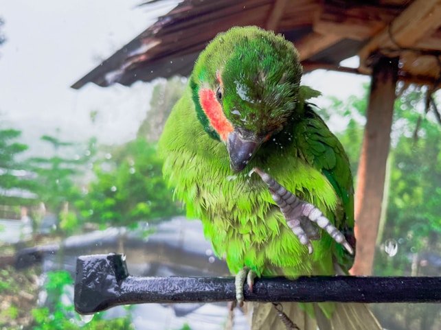 A vibrant green parrot with red markings around its beak is perched on a black metal bar. The bird appears to be grooming itself, as it holds up one of its feet. The background is lush with foliage, suggesting a natural or tropical environment.