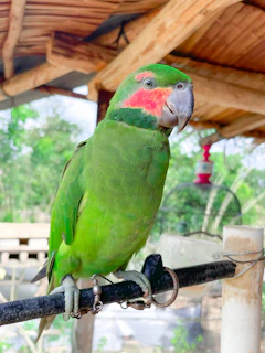 Close-up of a cheerful parakeet perched on a natural pine wood play stand bathed in sunlight.