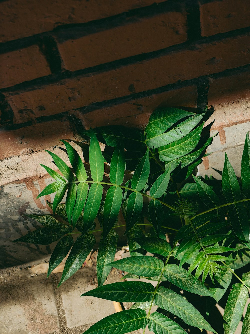 a plant with green leaves in front of a brick wall