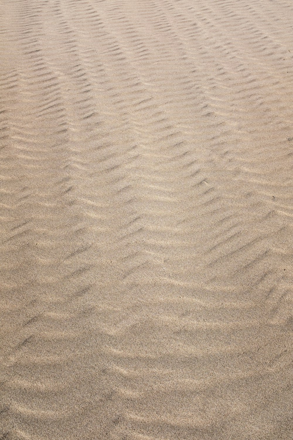 a dog is walking in the sand with a frisbee