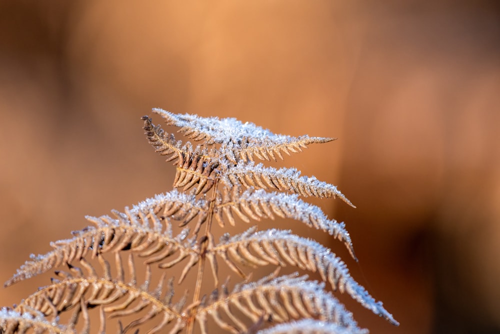 a close up of a plant with snow on it