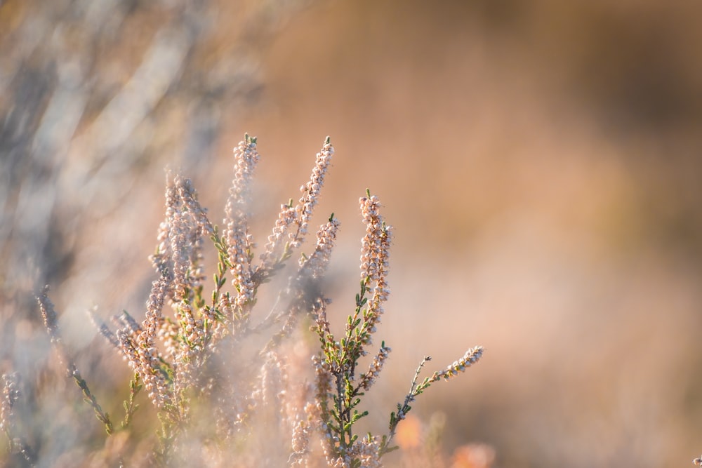 a close up of a plant with small flowers