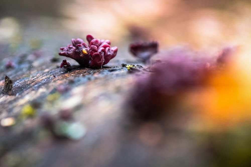 a close up of a flower on a rock