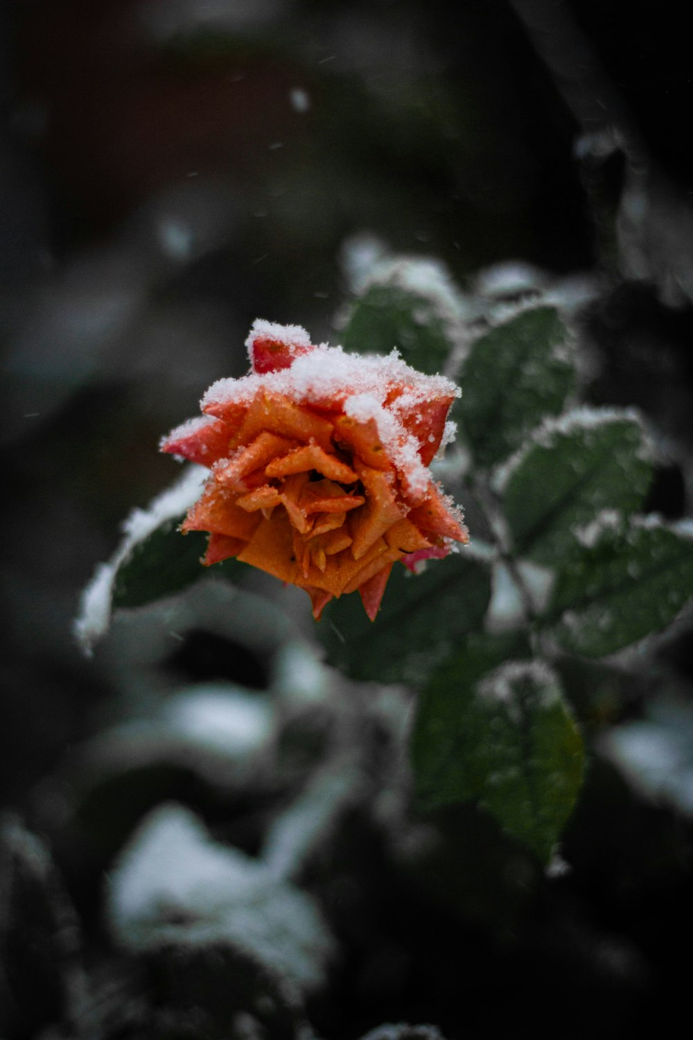 a small orange flower covered in snow