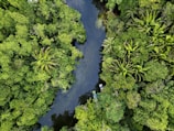 a river running through a lush green forest