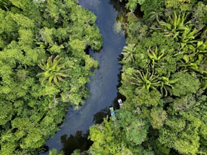 A lush and dense forest surrounds a winding river, with various shades of green foliage and tall palm trees visible from above. Two small boats are spotted on the river, adding a pop of color to the serene natural landscape.