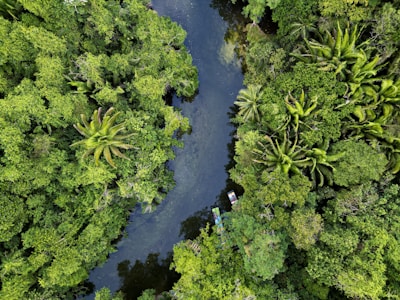 a river running through a lush green forest