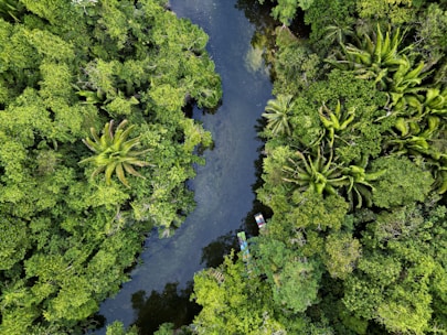 A lush and dense forest surrounds a winding river, with various shades of green foliage and tall palm trees visible from above. Two small boats are spotted on the river, adding a pop of color to the serene natural landscape.