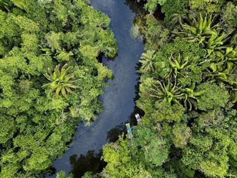 A lush and dense forest surrounds a winding river, with various shades of green foliage and tall palm trees visible from above. Two small boats are spotted on the river, adding a pop of color to the serene natural landscape.