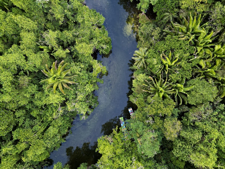 A lush and dense forest surrounds a winding river, with various shades of green foliage and tall palm trees visible from above. Two small boats are spotted on the river, adding a pop of color to the serene natural landscape.