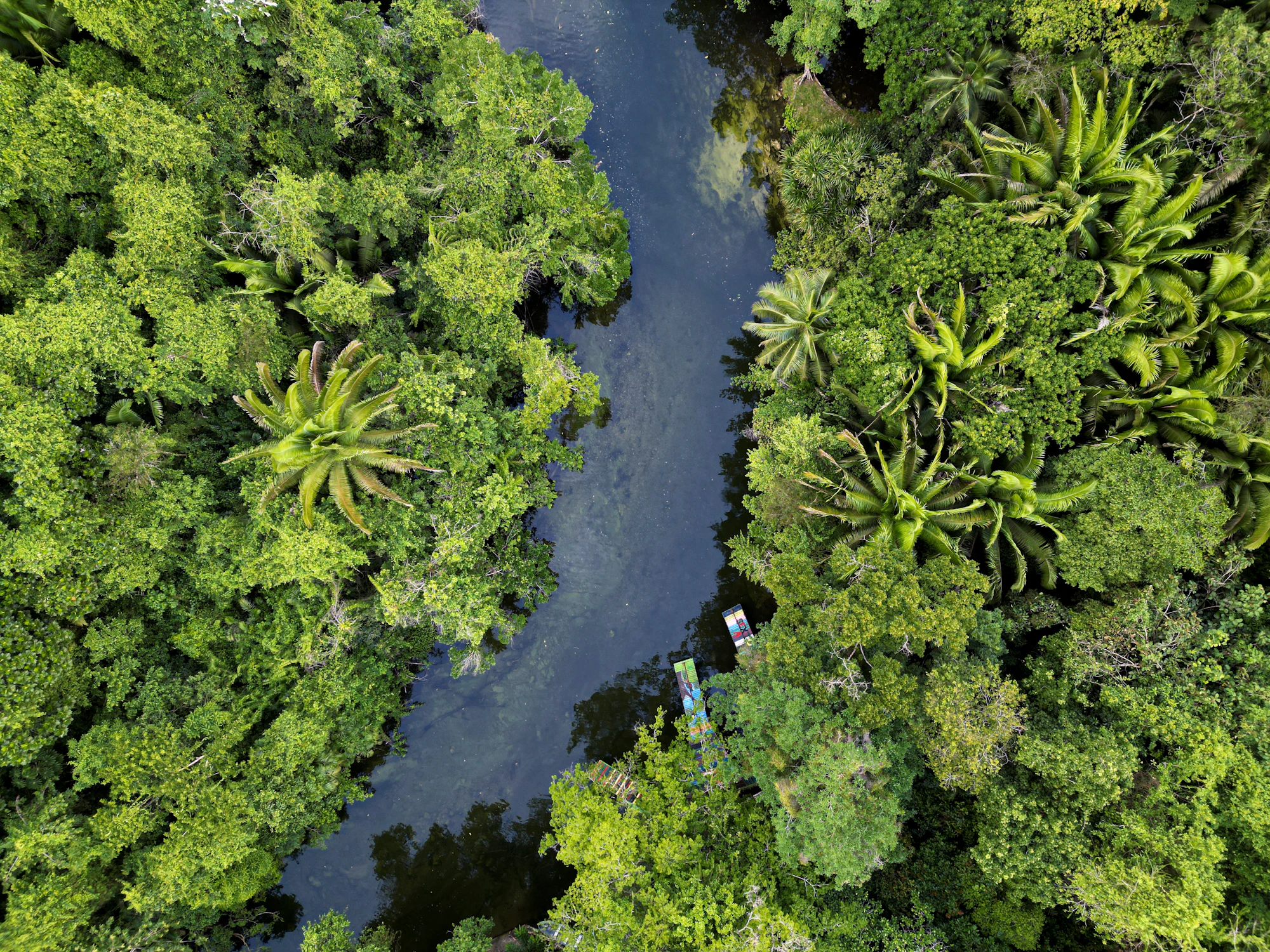 Tambopata Amazon
