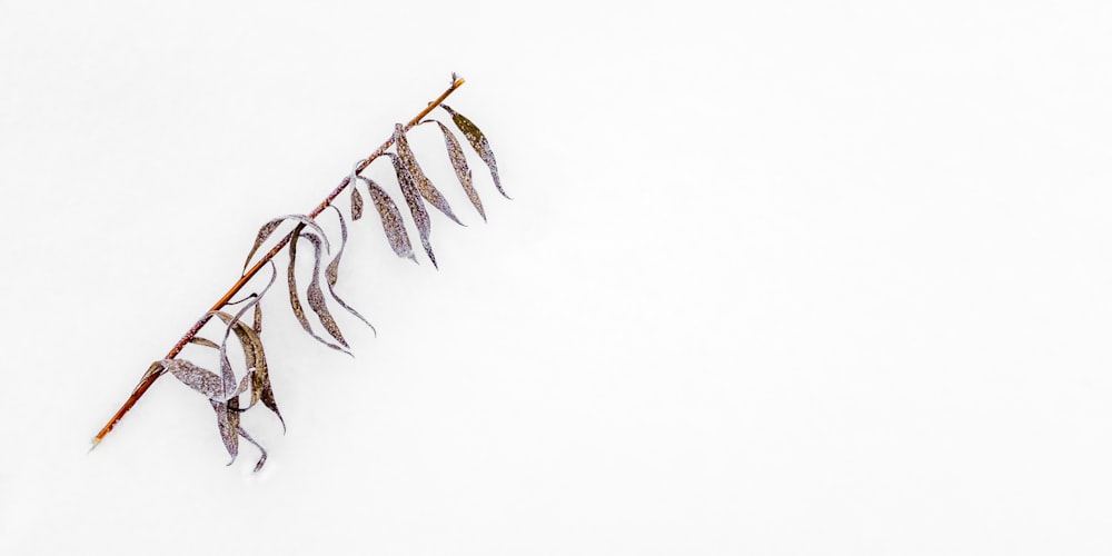 a plant that is sitting in the snow