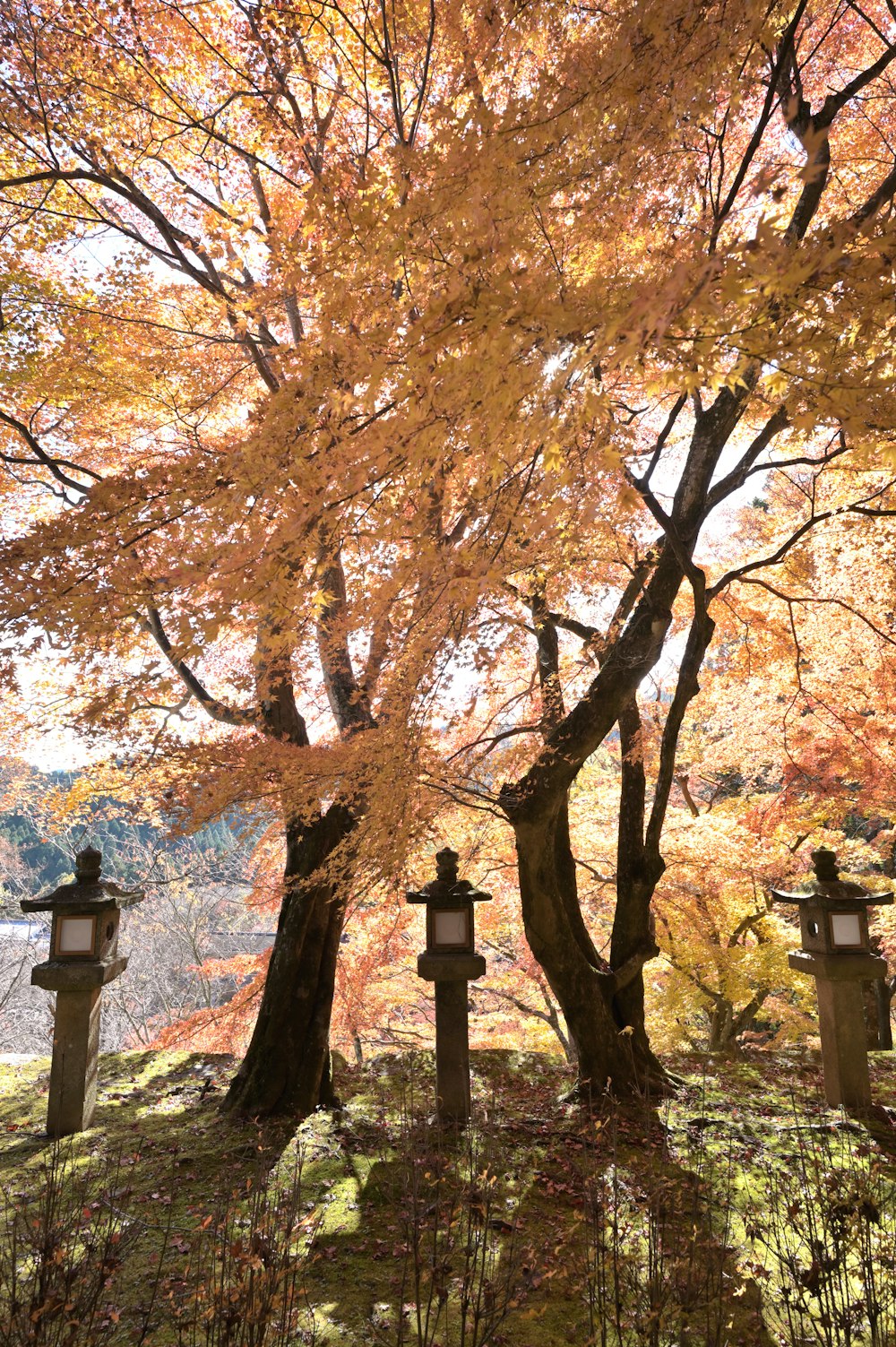 a tree with yellow leaves in a park