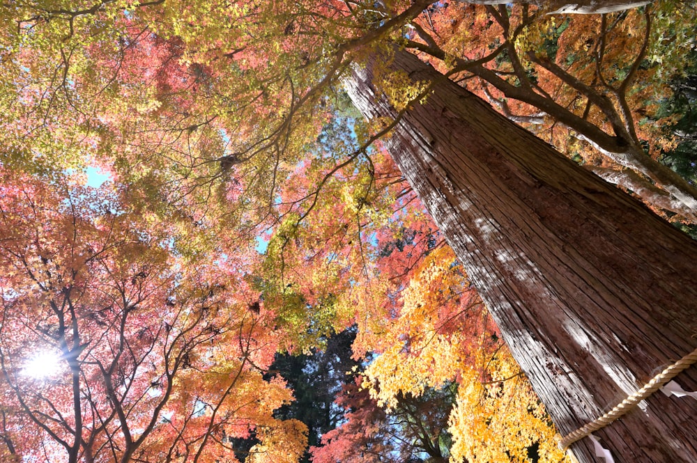 looking up at a tall tree in a forest