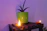 A serene, softly lit room with deep purple cushions and apple green plants creating a peaceful atmosphere.