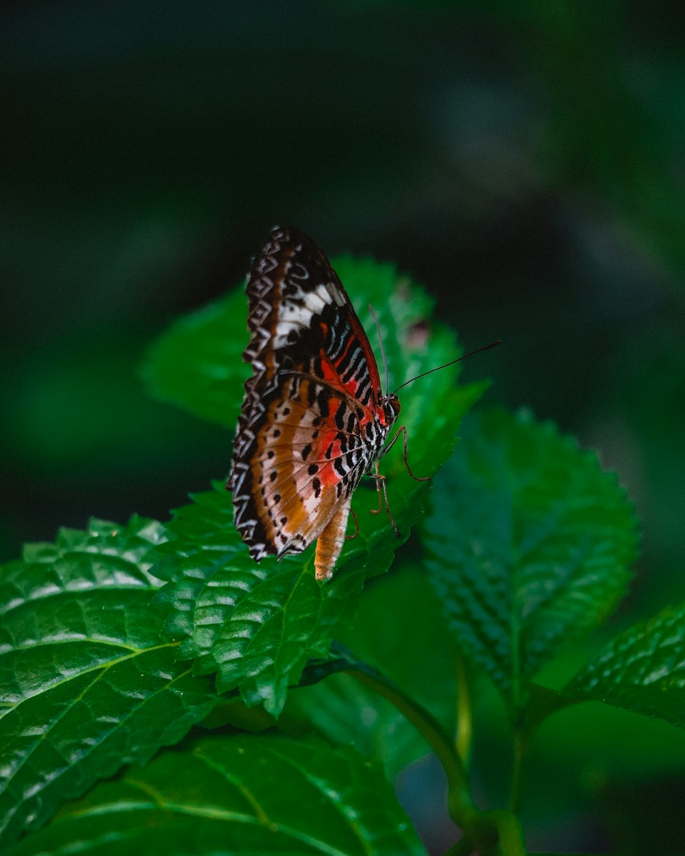 ein Schmetterling, der auf einem grünen Blatt sitzt