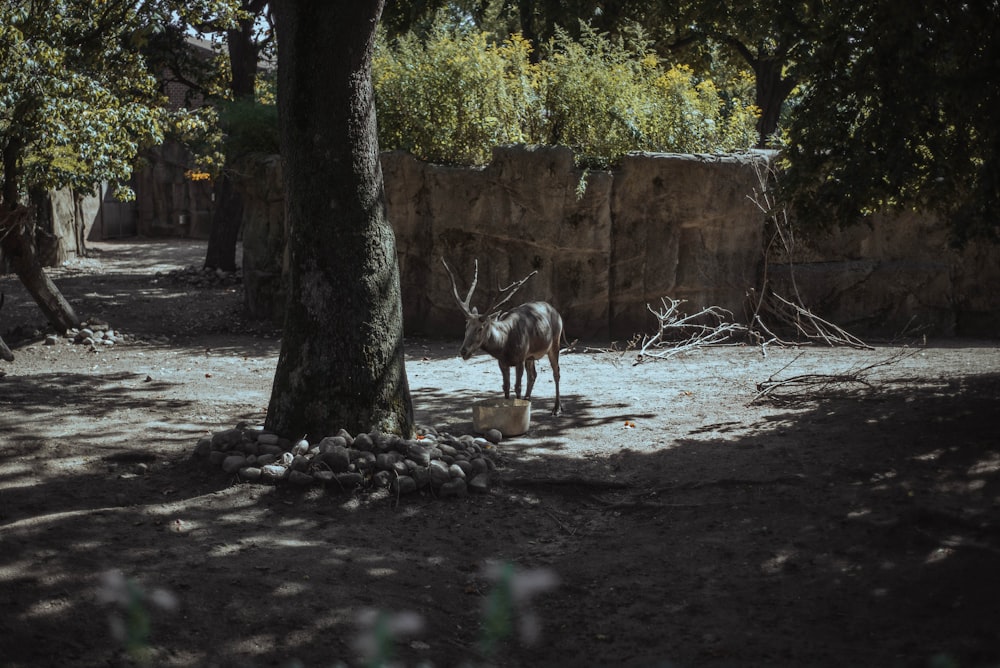a donkey standing next to a tree on a dirt road