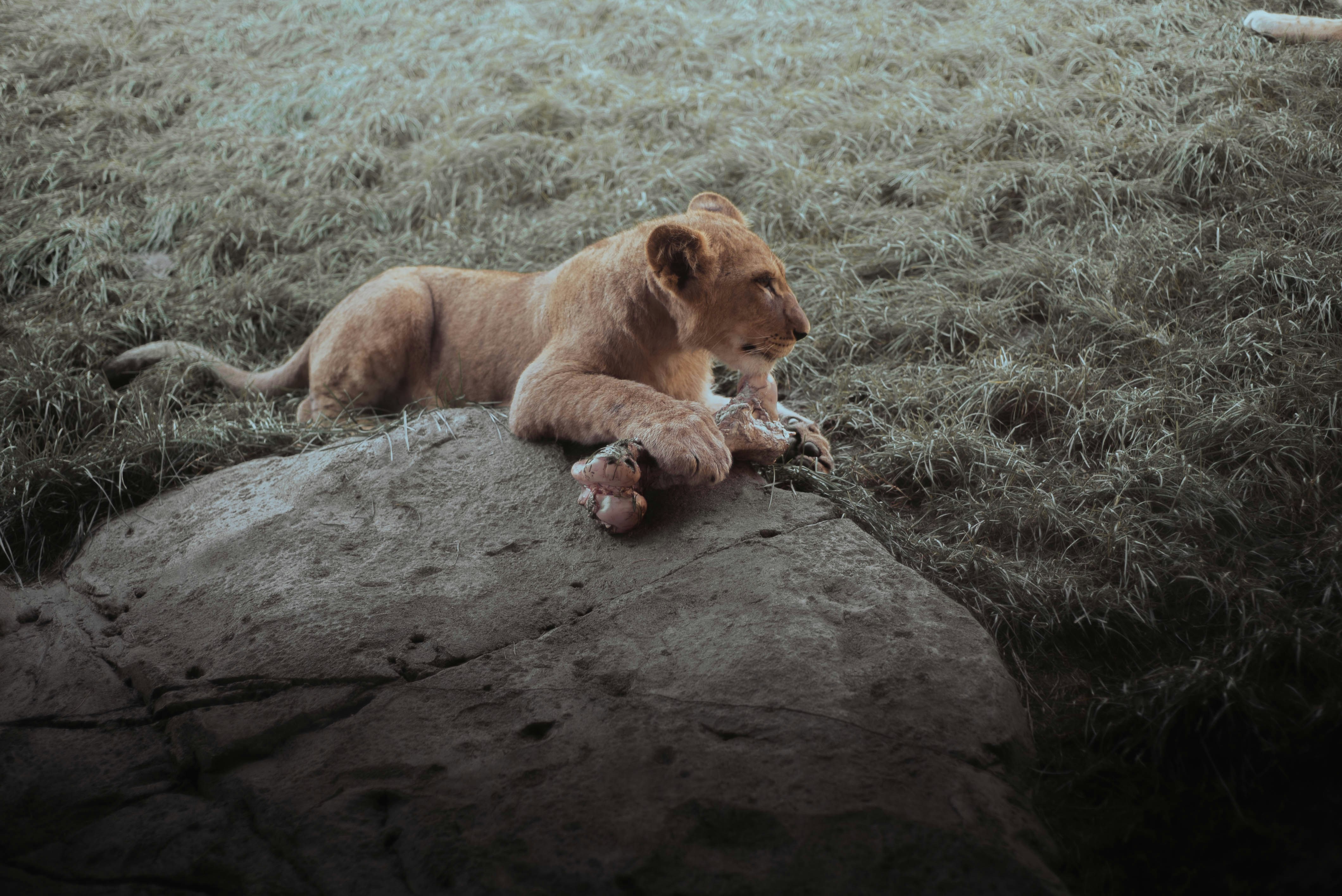 un jeune lion couché au sommet d’un gros rocher