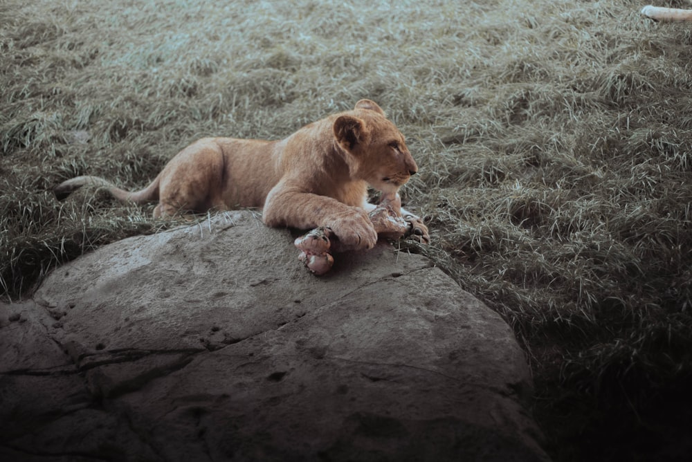 a young lion laying on top of a large rock