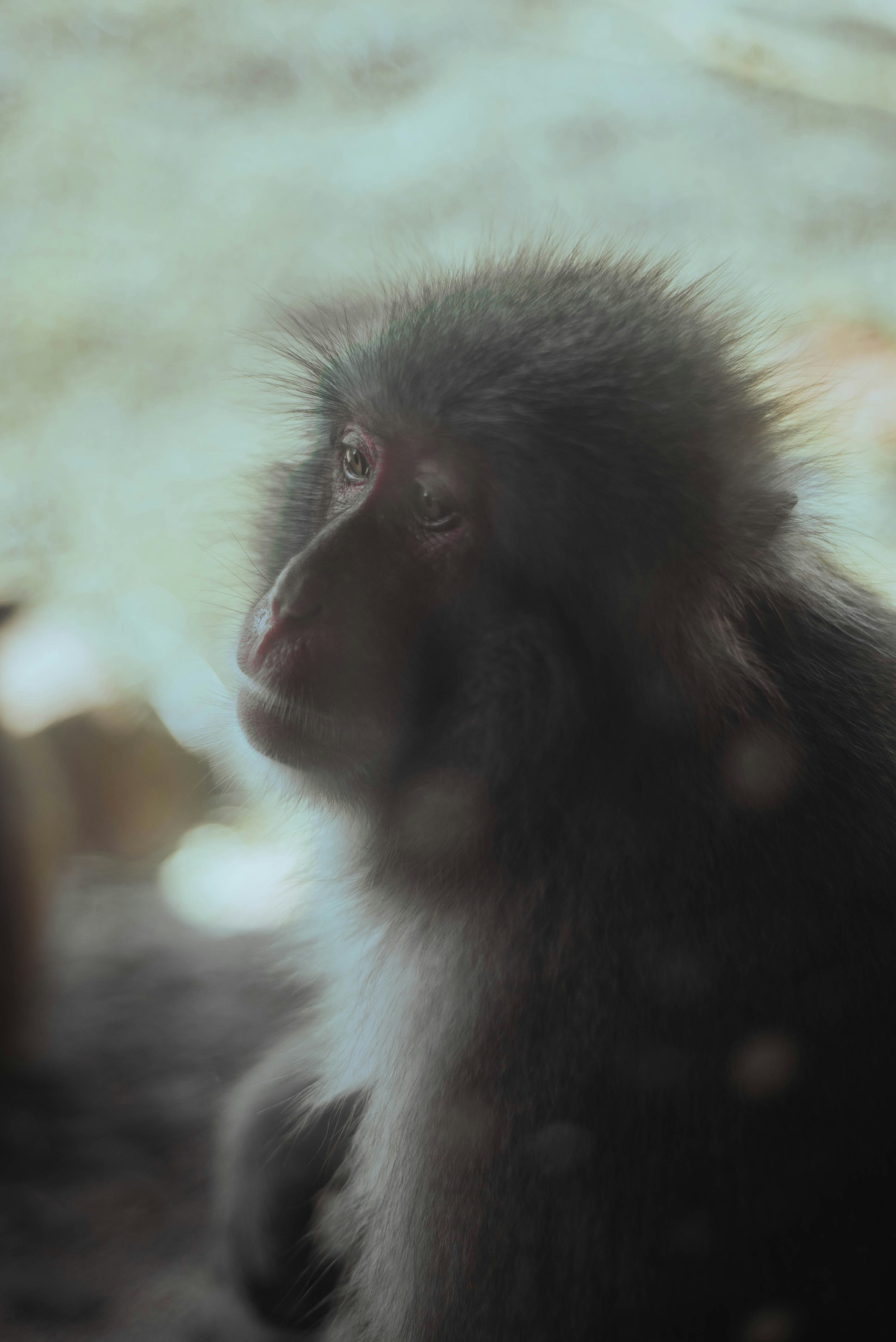 un gros plan d’un singe avec un arrière-plan flou