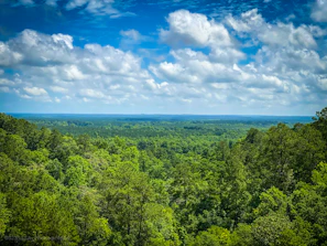 A panoramic view of the vast Amazon rainforest canopy under a cloudy sky