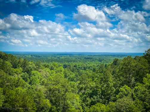 The lush green canopy of the Amazon rainforest stretching endlessly under a bright sky.