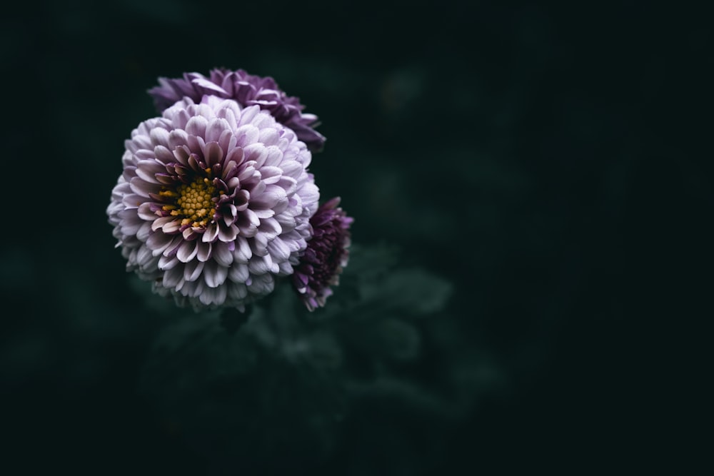 a close up of a purple flower on a black background